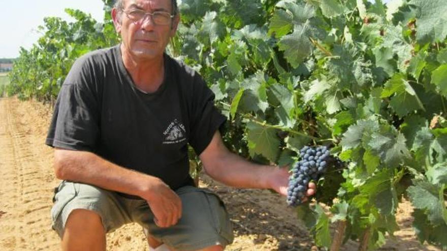 Un agricultor de Quiruelas comprobando el estado en que se encuentran los racimos de uvas.