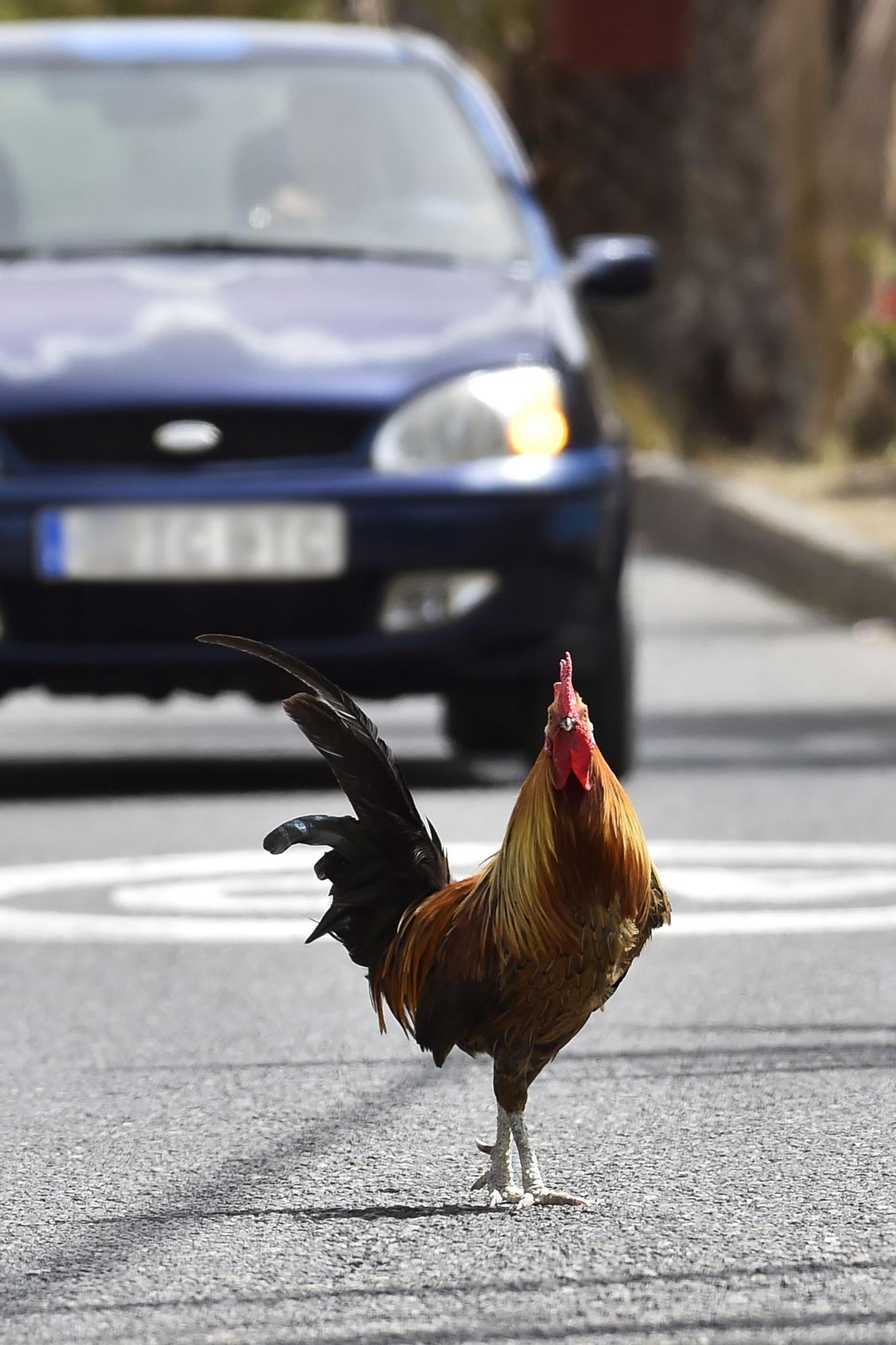 Colonia de gallos y gallinas sueltas por las calles de Salto del Negro