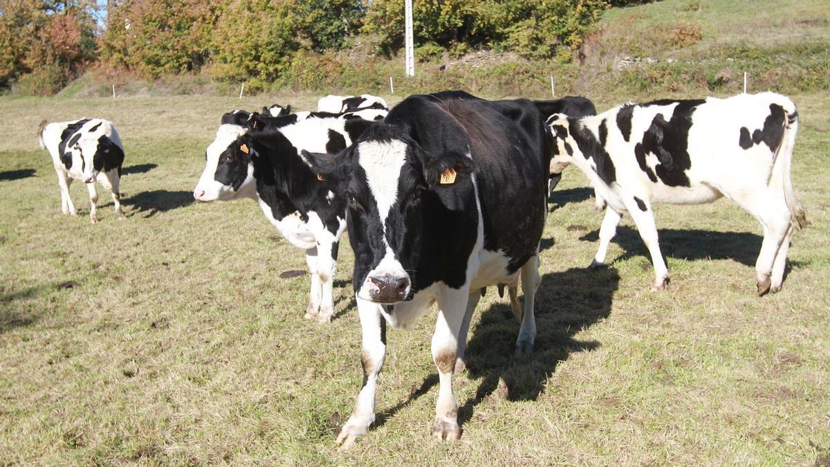 Agricultura pide calma ante el virus de Shamonda, con positivos en animales en Girona, Córdoba, Toledo, Cantabria, Madrid y Ávila