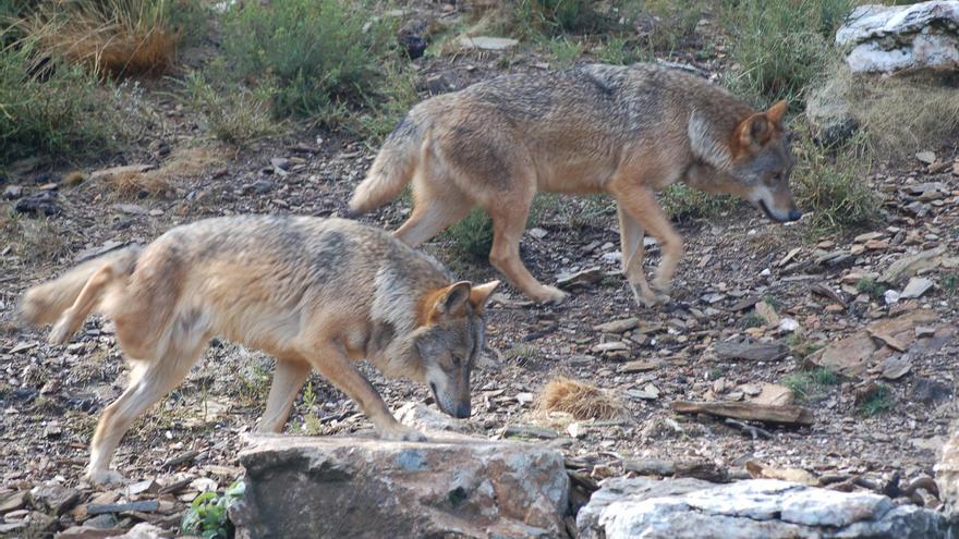 Los ataques del lobo a ganaderías de Zamora se disparan hasta los 530