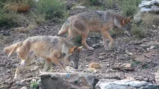 Bruselas propone rebajar la protección al lobo en la legislación europea