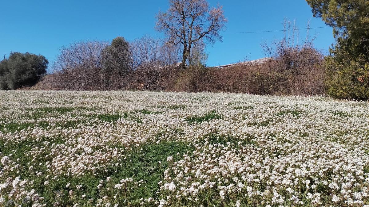 Camp de flors blanques a Solsona.