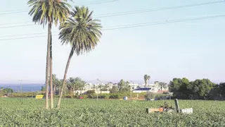 El Consell tramita 16 expedientes por parcelas ilegales en Elche que alimentan el chabolismo