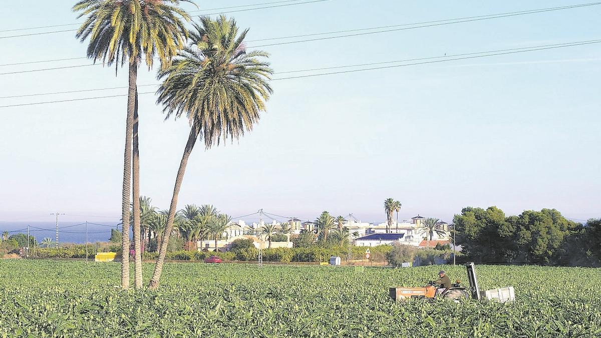 Una finca del Camp d'Elx con viviendas al fondo en La Marina.