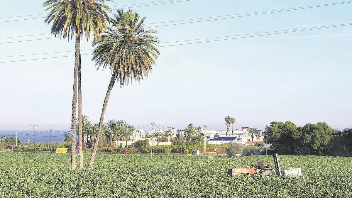 El Consell tramita 16 expedientes por parcelas ilegales en Elche que alimentan el chabolismo
