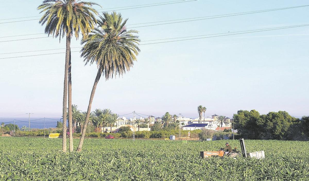 Una finca del Camp d'Elx con viviendas al fondo en La Marina