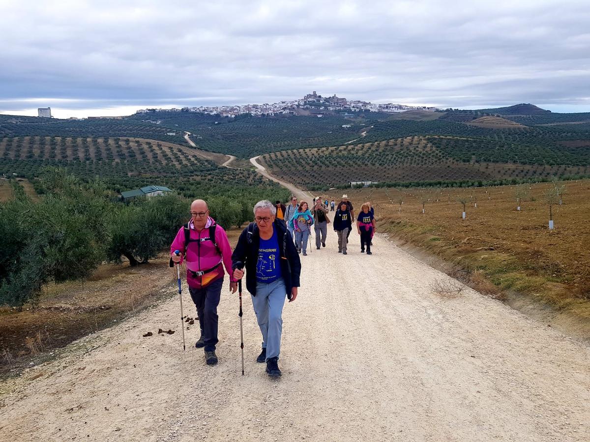 Peregrinos en la ruta, con un mar de olivos de fondo.