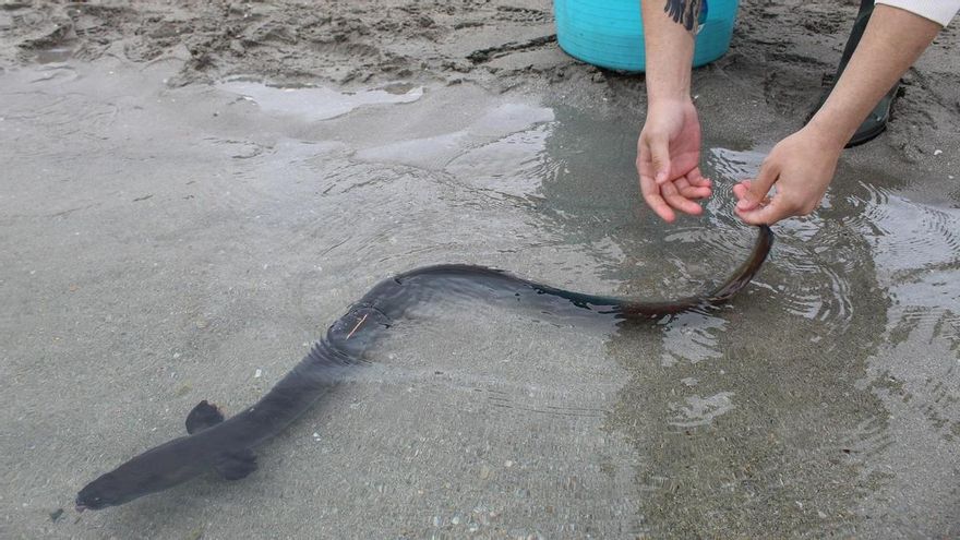 Liberan casi un millar de anguilas para reforzar la especie en el Mar Menor