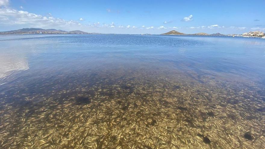 Cierran ocho playas del Mar Menor por la aparición de peces muertos