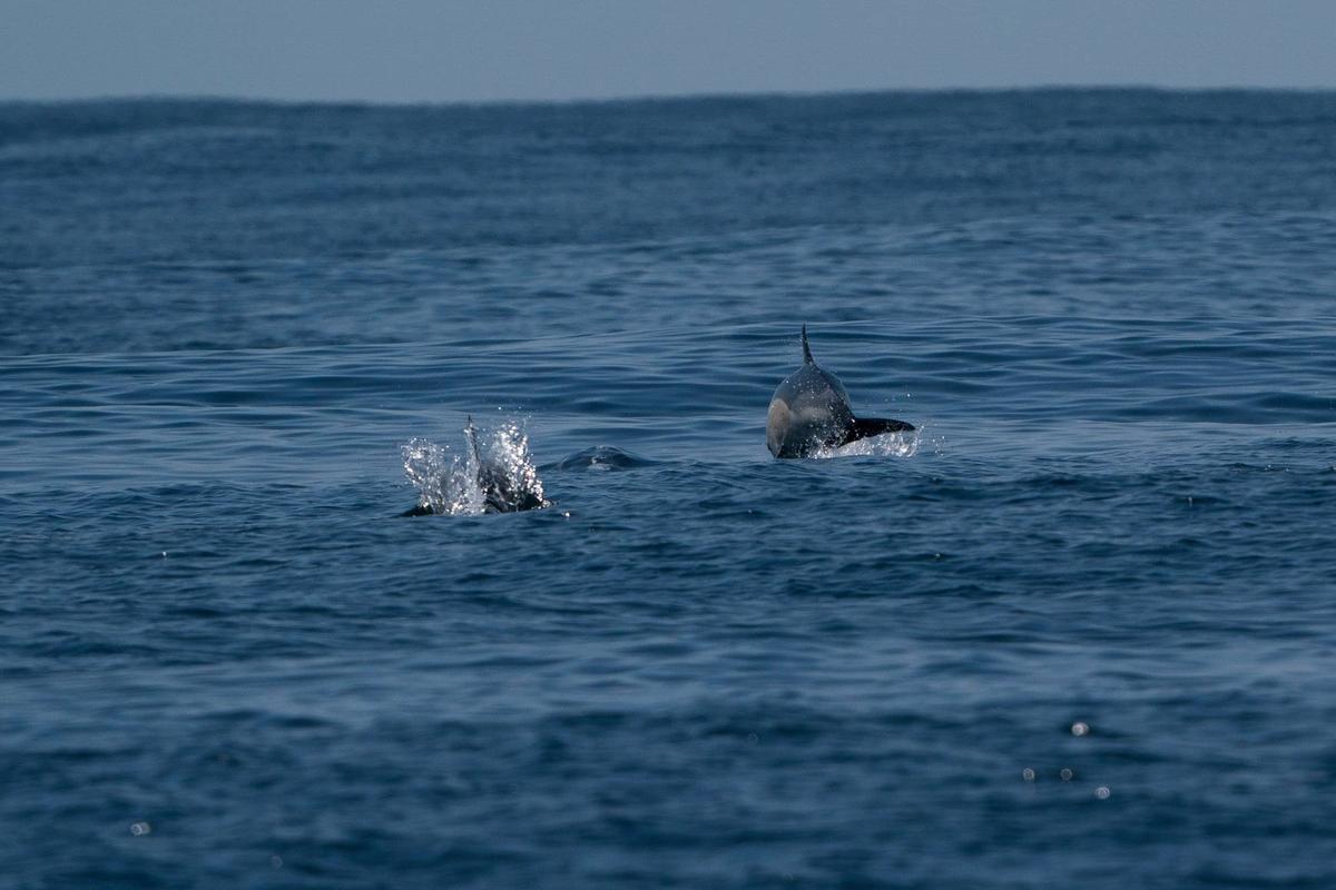 Los delfines, como las ballenas, son acompañantes ocasionales de la tripulación del "Chasula". Los delfines, como las ballenas, son acompañantes ocasionales de la tripulación del "Chasula".