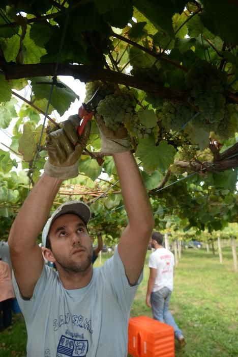 Arranca la vendimia en Pazo Baión