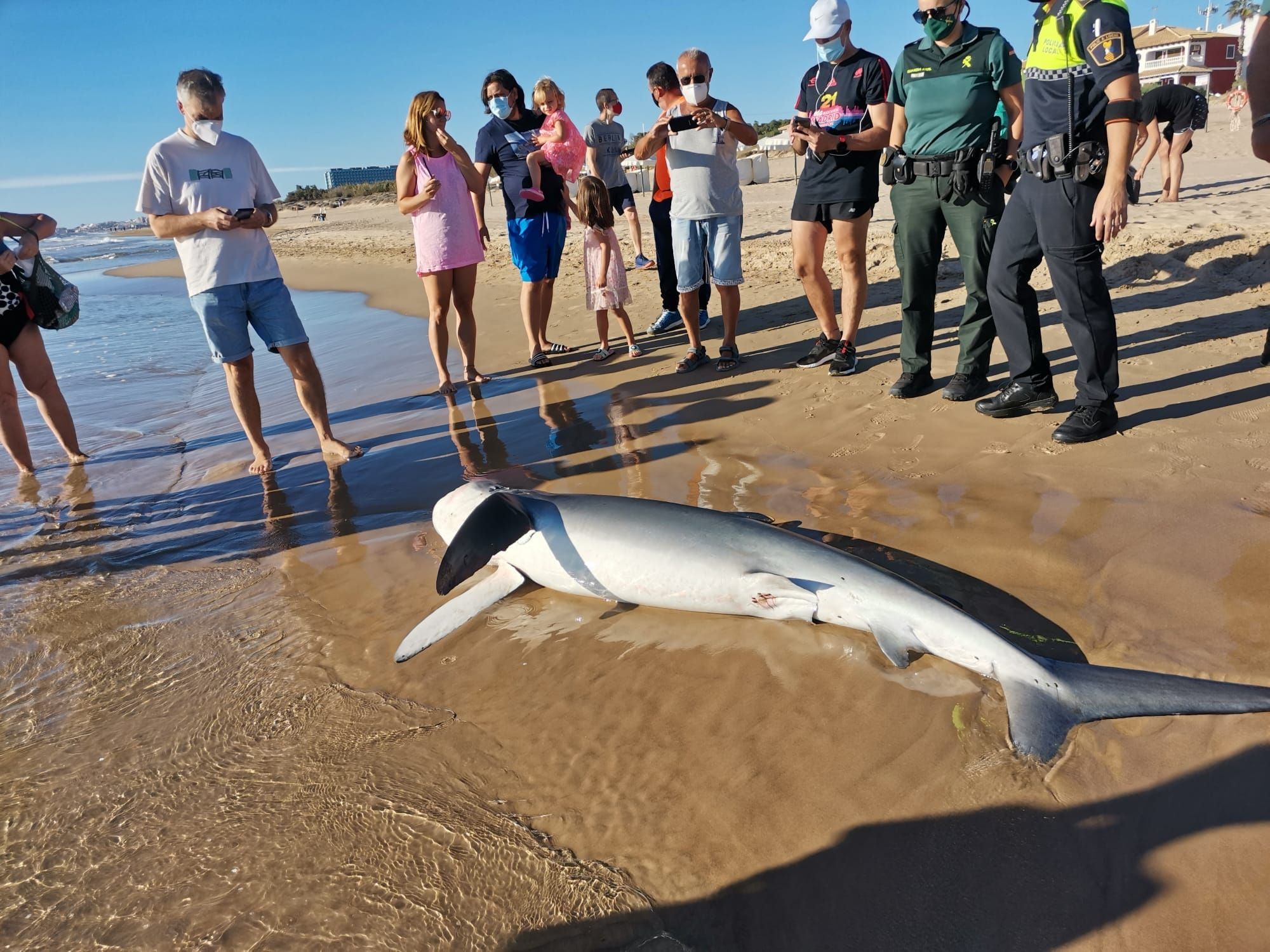 Hallan una tintorera varada en la playa de Guardamar del Segura