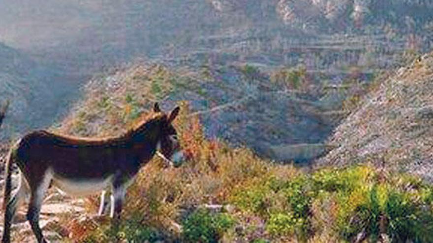 El burro de La Trapa sobrevive al fuego