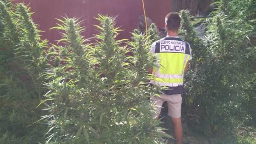 Un agente de la Policía Nacional junto a las plantas que se podían observar desde el patio de la guardería.