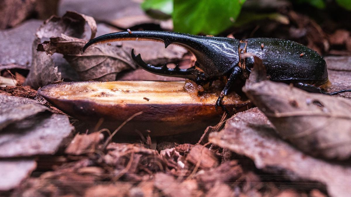 Insectos, las nuevas bestias del Zoo de Barcelona