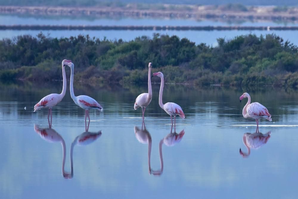 Flamencos en Ibiza