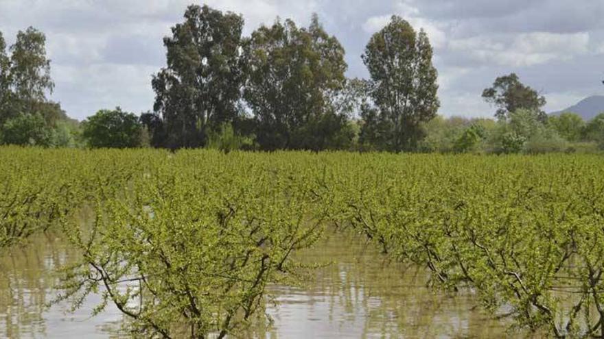 La Junta estima en 13 millones de euros los daños en campo por inundaciones de abril