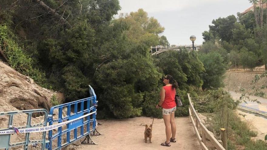 Un pino se vuelca en la ladera del río y bloquea el paso de viandantes