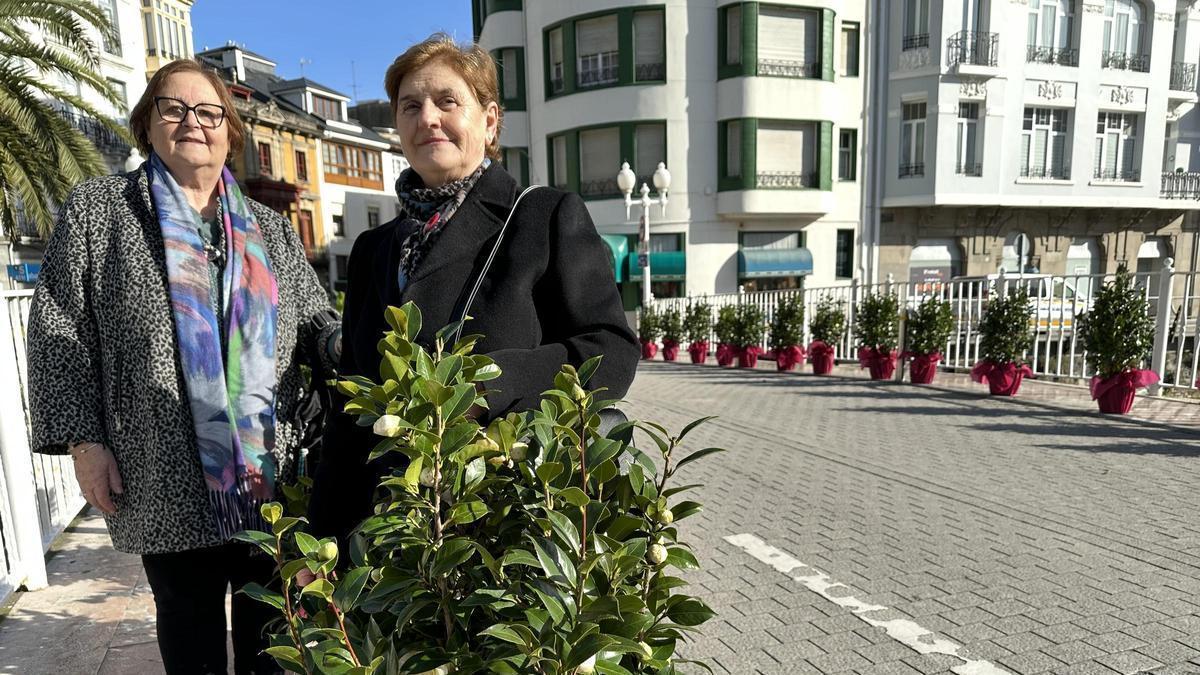 En imágenes: todo color en la exposición de la flor del  invierno, en Luarca