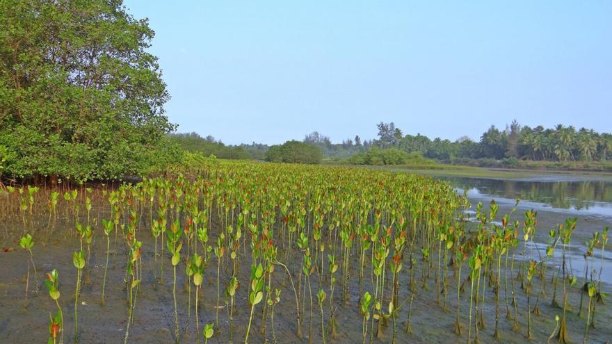 Arranca el ‘Decenio de la Restauración de Ecosistemas’ en el mundo