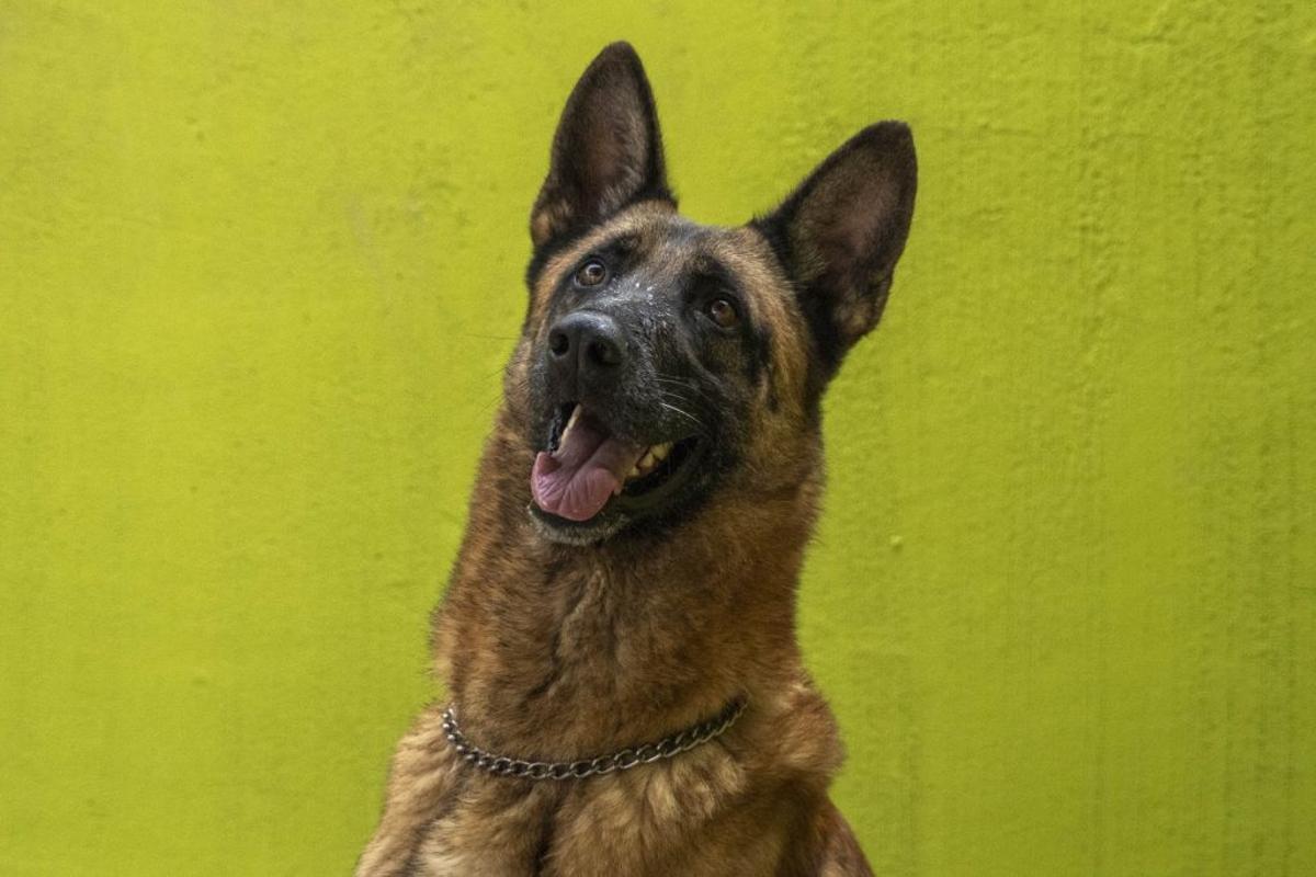 Desfile de perros de València.