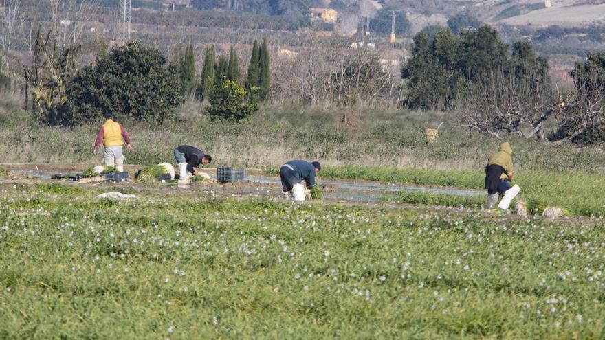 La cosecha del ajo tierno abre bajo mínimos y la calidad mermada por el clima en Xàtiva