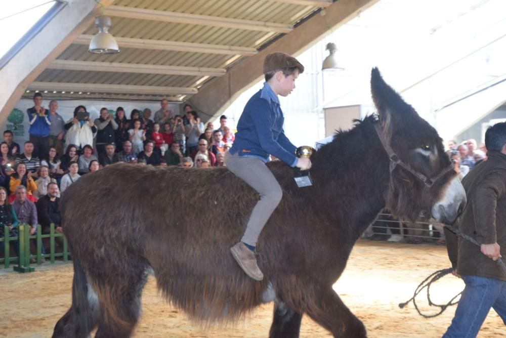 Feria del Burro y romería en San Vitero de Aliste