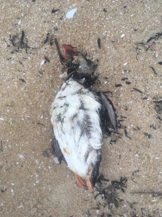 Algunas de las aves encontradas muertas y recubiertas con un líquido aceitoso
