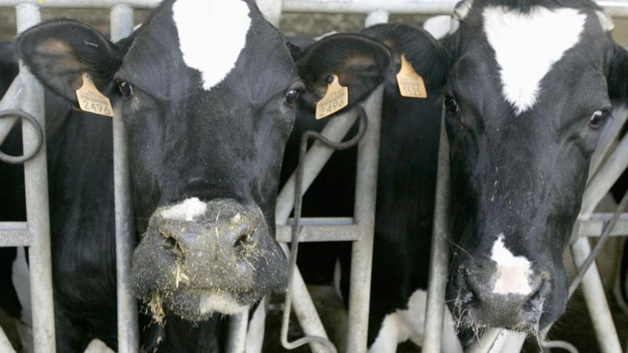 La industria láctea rebaja un 10% en abril el precio que abona a los ganaderos