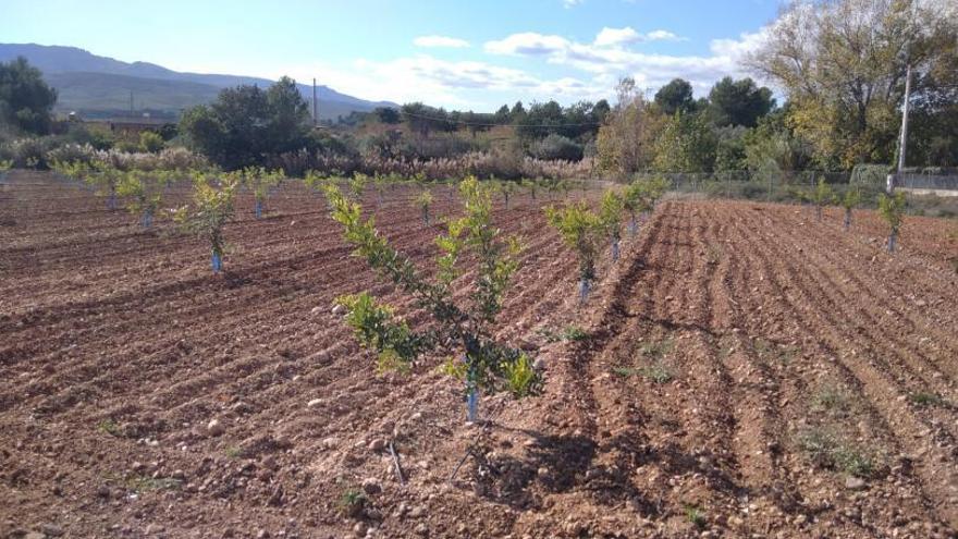 El algarrobo se abre paso como nuevo tesoro agrícola