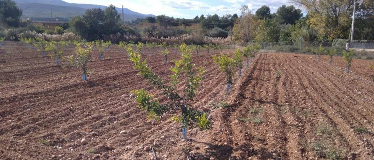 Una plantación nueva de algarrobos en un parcela de Turís, en una imagen reciente. | RAFA PUCHADES