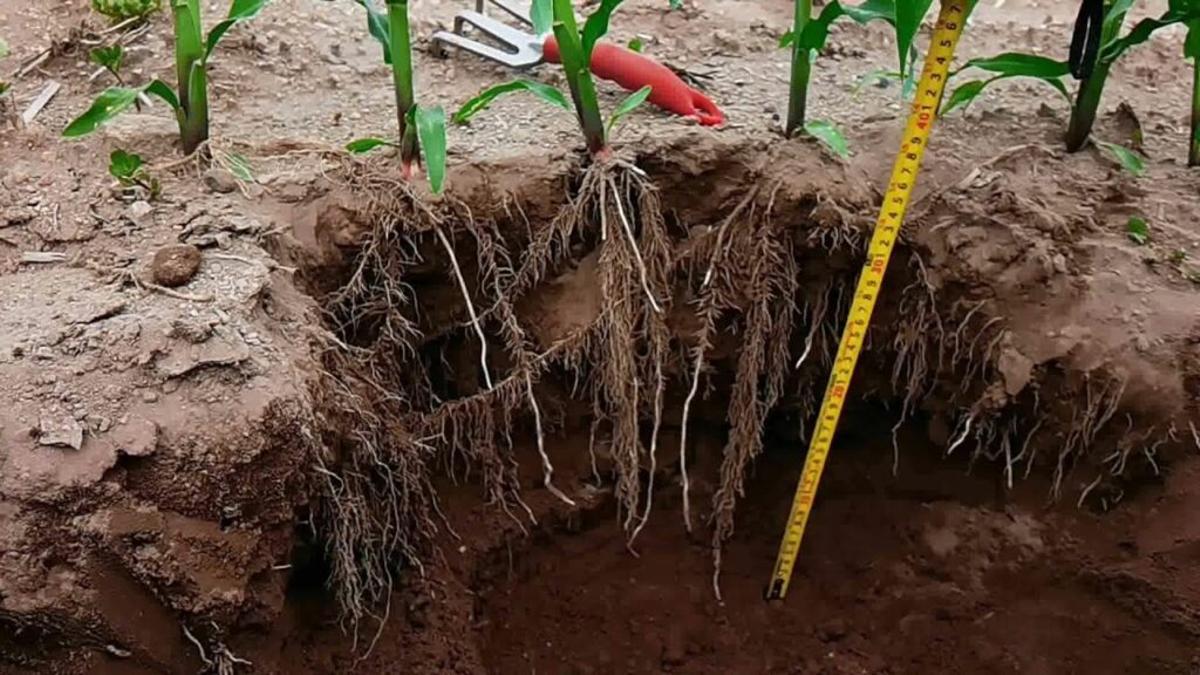 Las plantas de raíz profunda consiguen agua donde parece no haberla