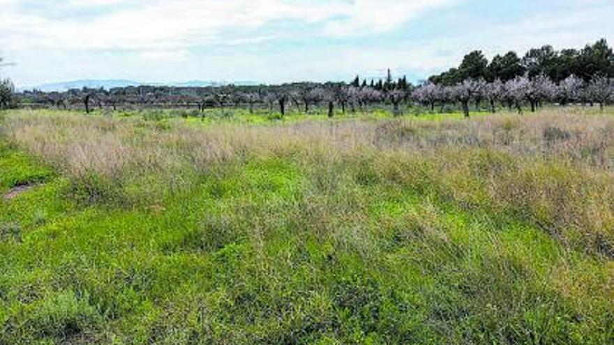 Auf dieser Wiese auf Mallorca sollen Filmstudios entstehen, in denen unter Wasser gedreht wird