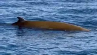 El cetáceo "fantasma" del Mediterráneo elige la Costa Brava para establecerse