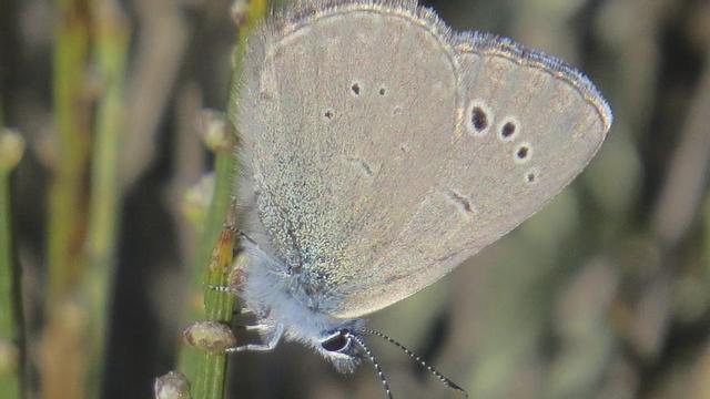 Escamas azules, la pequeña mariposa de los escobales zamoranos