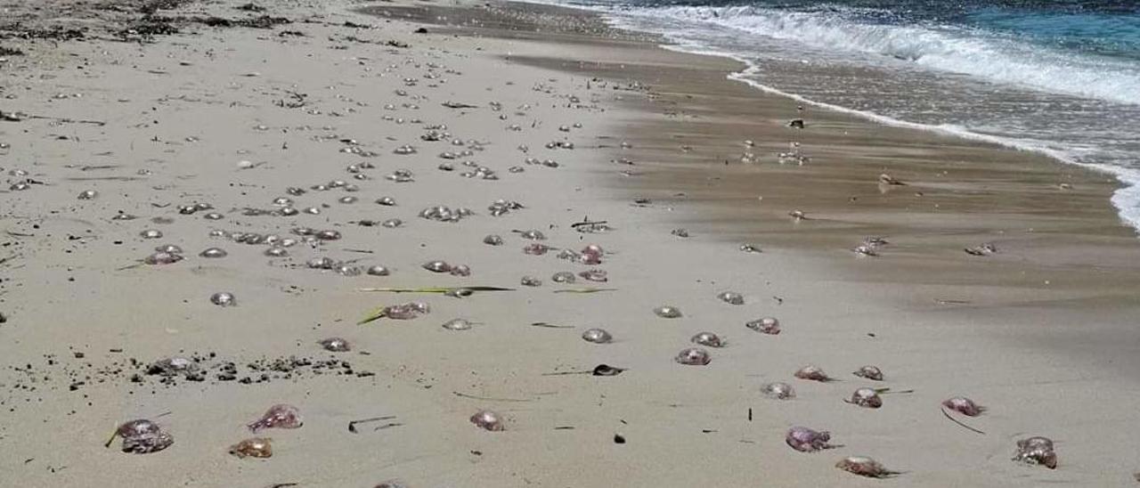 Llegan cientos de medusas a la playa del Portet de Moraira