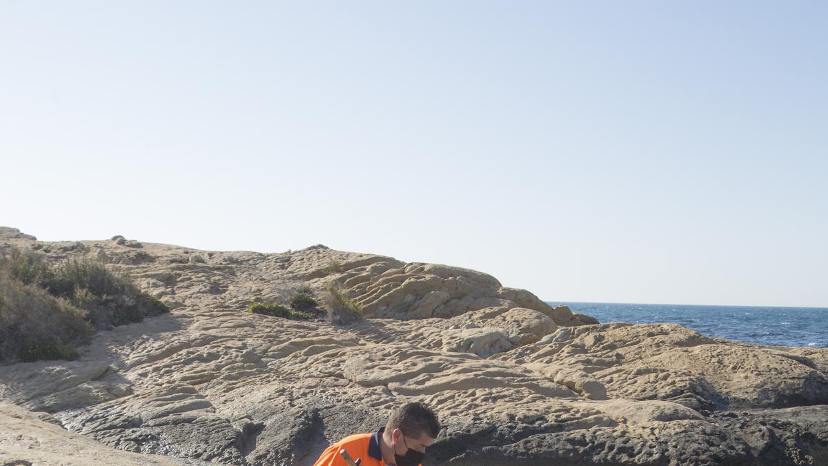 "Lágrimas del mar": así son las medusas velero que han llegado a Alicante