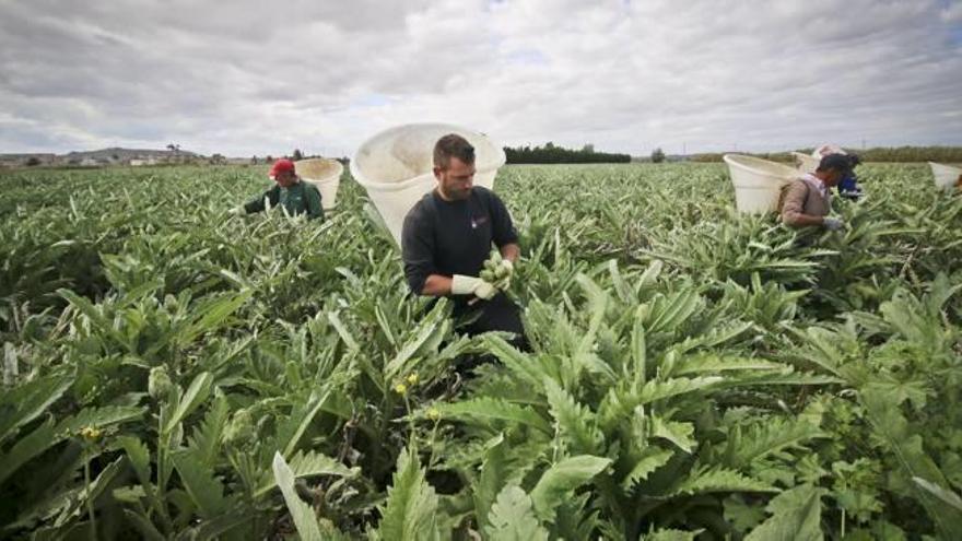 La alcachofa busca aumentar la producción y ampliar mercado con variedades híbridas