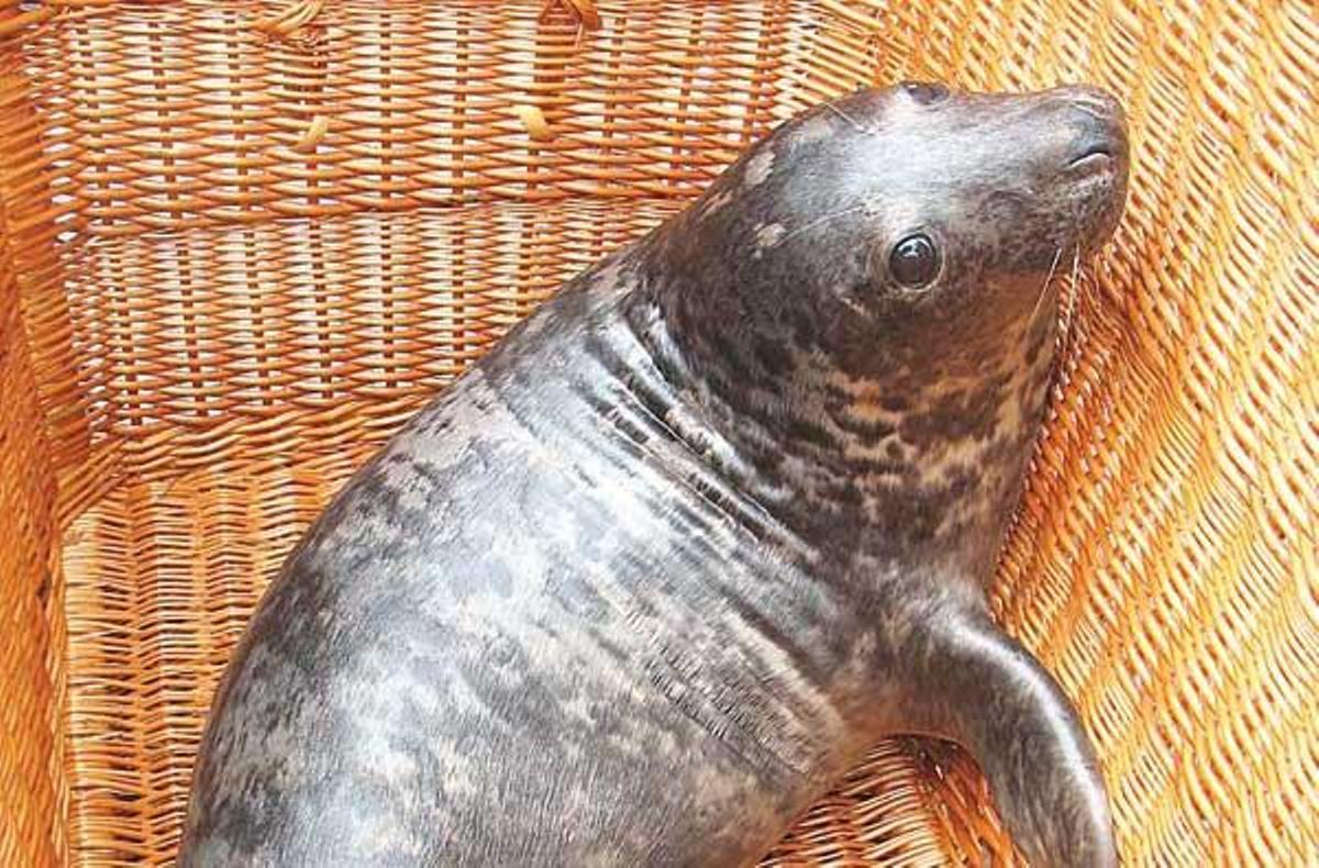 La foca "Barda", durante el traslado al acuario de O Grove.