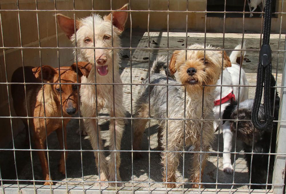 Visita a la Protectora de Animales y Plantas de Málaga