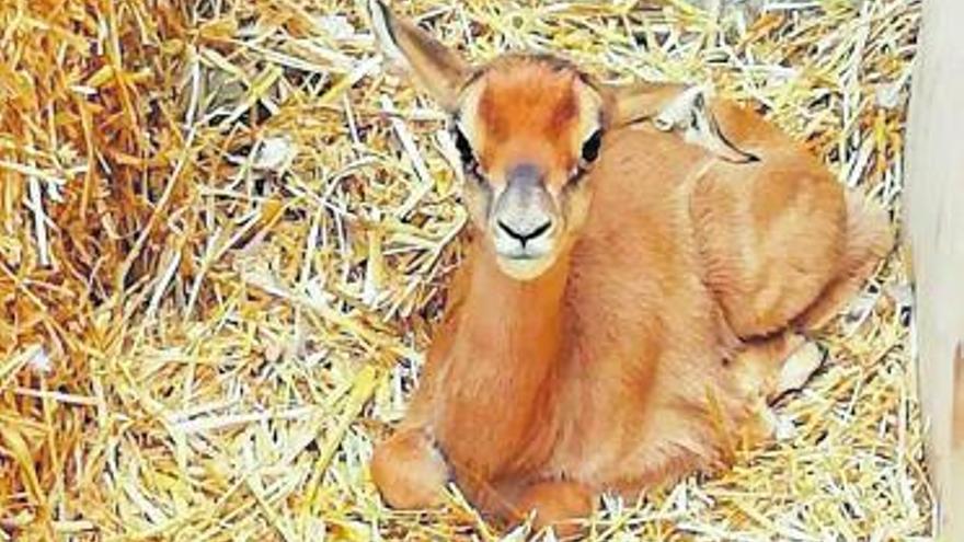 Neix un òrix blanc al Zoo de Barcelona