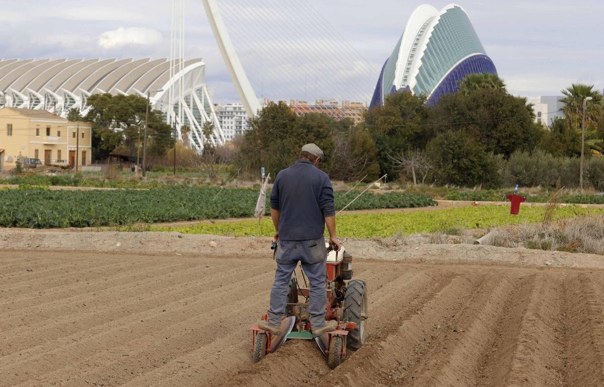 Un agricultor trabaja las tierras en la huerta del entorno de l’Oceanogràfic