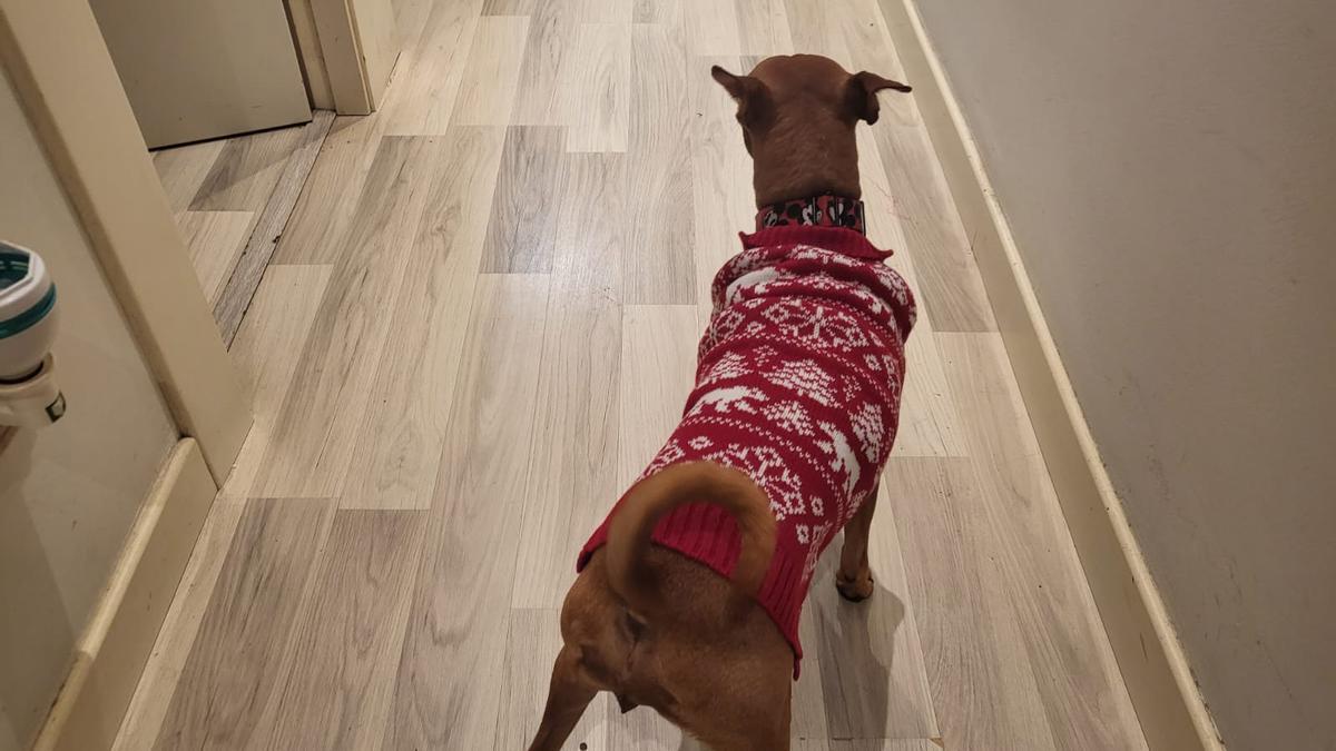 Una perrita luce el jersey de la colección &quot;Wonder Christmas&quot; de Tienda Animal.