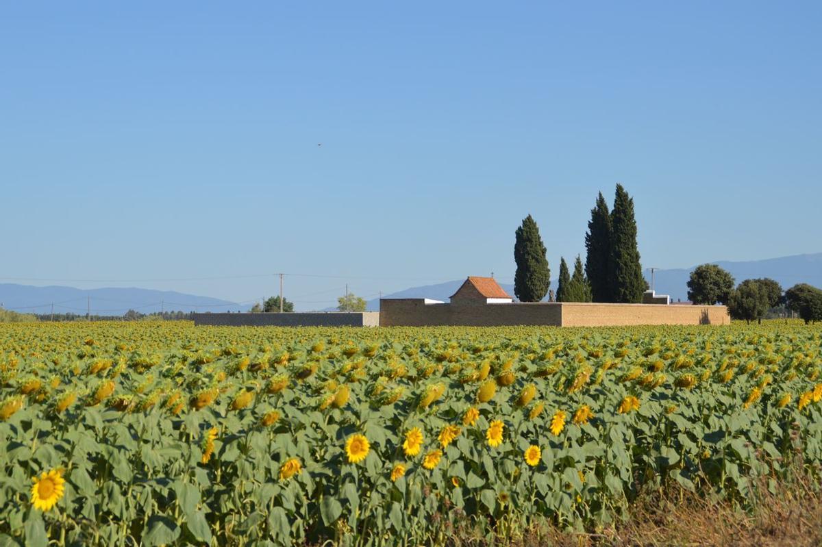 Camps de girasols, a l'entorn de Riumors.