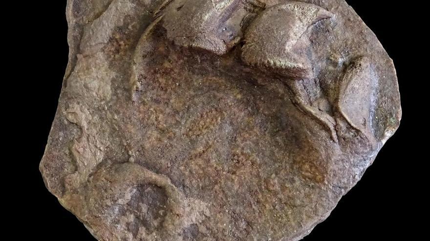 Fósil con la huella de tortuga encontrada