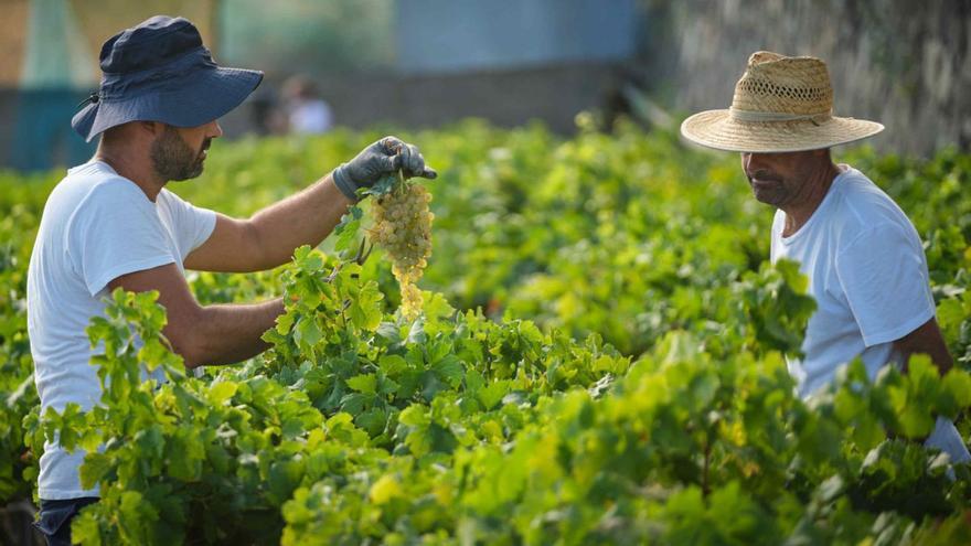 Dos agricultores recogen uva en una finca de la bodega Viñátigo, en el municipio de La Guancha. | | CARSTEN W. LAURITSEN