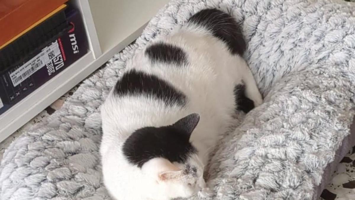 Abril, la gata rescatada por una protectora de Alzira.