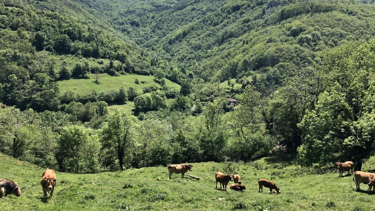 Un ejemplar de Asturiana de los Valles. |  IMAGEN CEDIDA POR IGP TERNERA ASTURIANA