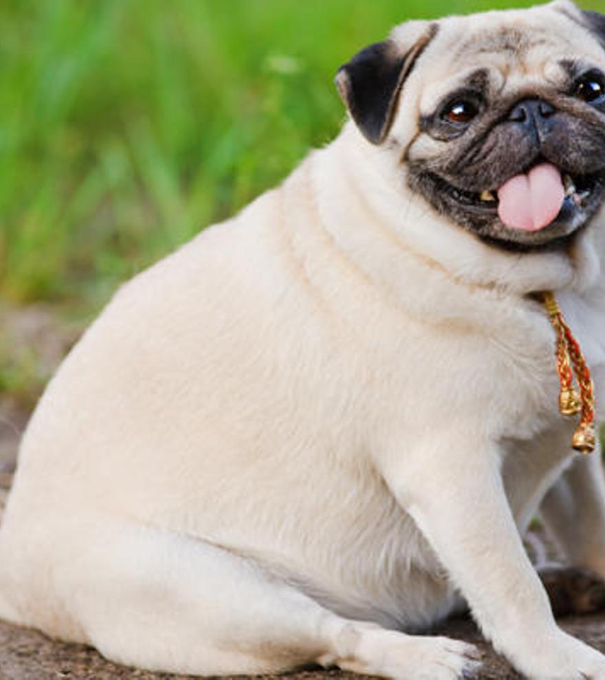 Los peligros del sobrepeso en las mascotas de los que te advierten los veterinarios