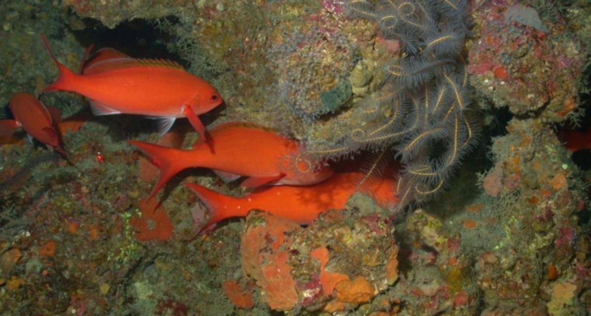 La Luz revisa sus fondos para detectar especies invasoras llegadas en barcos